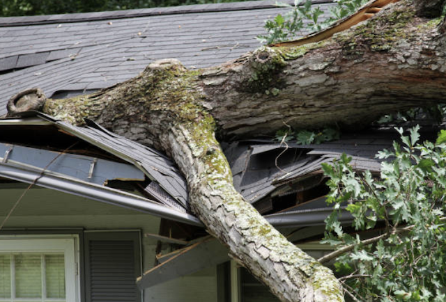 fallen tree on home