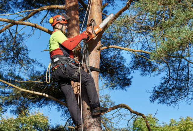 tree trimming lake il