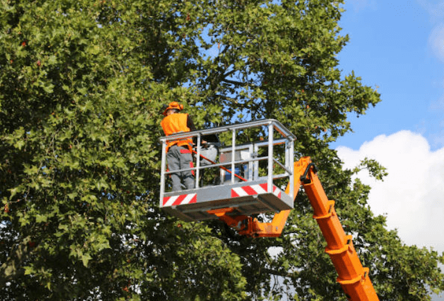 tree trimming lake