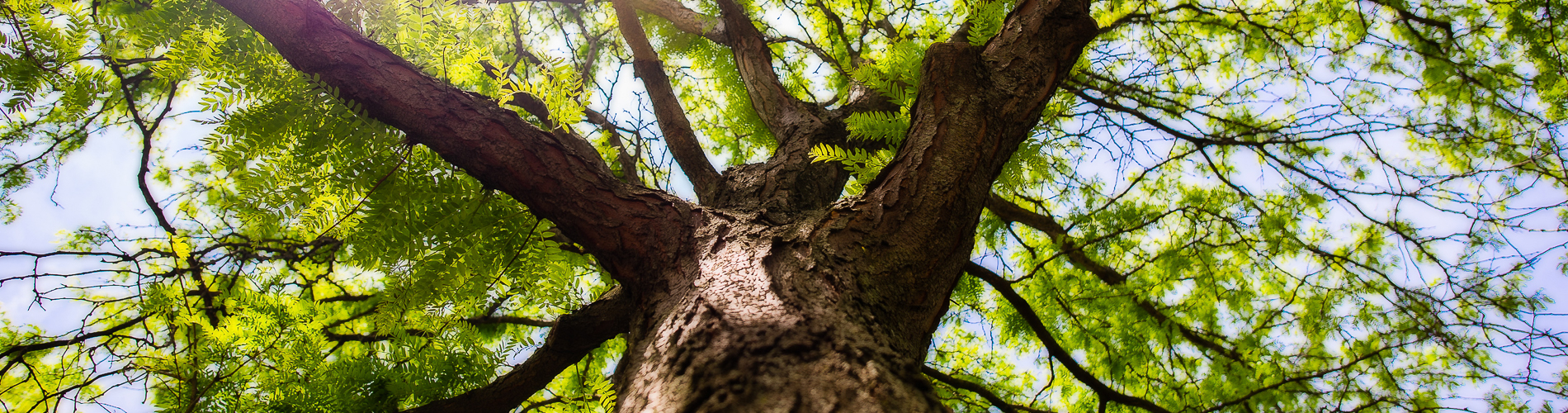 Lake Tree Care