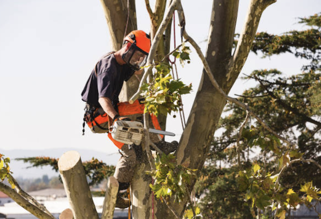 tree removal lake