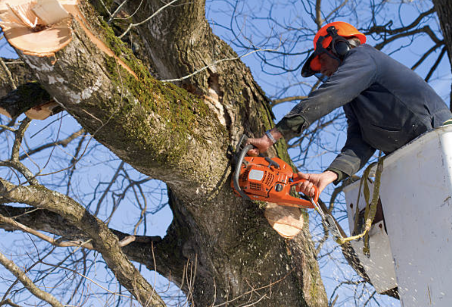 tree trimming Wadsworth il