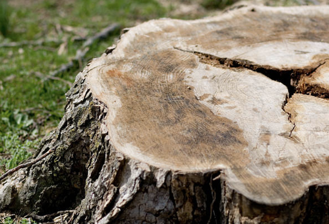 stump grinding Venetian Village il